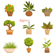 House plants, decorative flowers indoors. Vector illustrations in cartoon style