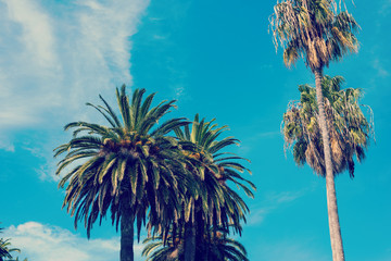 Palm trees in Los Angeles under a clear sky