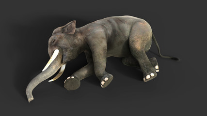 3d Illustration elephant isolate on black background, Elephant in dark with clipping path.