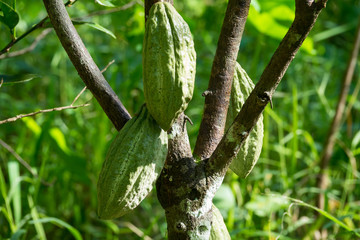 Close up of yellow-orange cacao cocoa fruit or pod in a sunny day on Theobroma cacao tree. Can Tho, Vietnam. Theobroma cacao also called the cacao tree and the cocoa tree