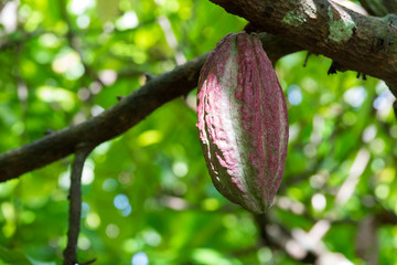 Close up of yellow-orange cacao cocoa fruit or pod in the sunny day on Theobroma cacao tree. Theobroma cacao also called the cacao tree and the cocoa tree
