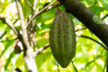 Close up of yellow-orange cacao cocoa fruit or pod in the sunny day on Theobroma cacao tree. Theobroma cacao also called the cacao tree and the cocoa tree