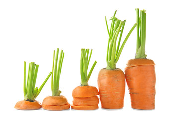 Composition with ripe carrots on white background