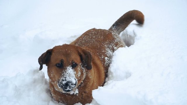 Sobaka begayet po snegu The dog is running on the snow