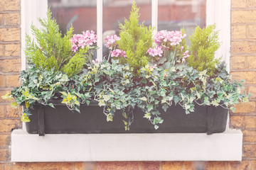 Plants in pots on a window sill