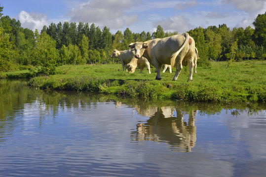 Charolaises au pr&eacute; du Marais Poitevin &agrave; Damvix (85420), d&eacute;partement de la Vend&eacute;e en r&eacute;gion Pays de la Loire, France