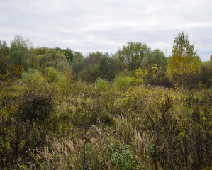 Autumn landscape