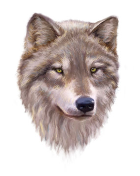Wolf head on a white background.