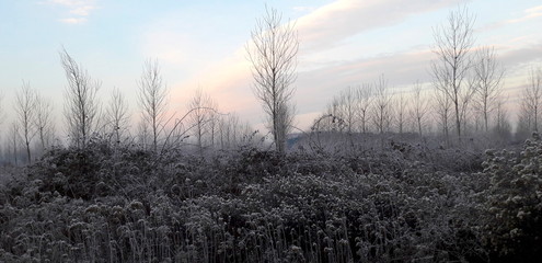 Inverno gelido - bosco