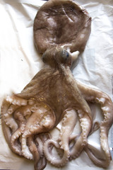 Raw octopus