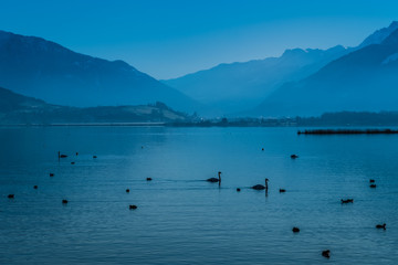 Varied birdlife on the waters of the upper Zurich Lake in the winter, Swizterland