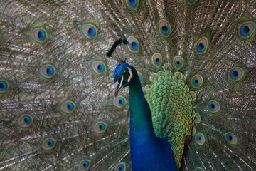Fototapeta na wymiar peacock, peacock tail feathers