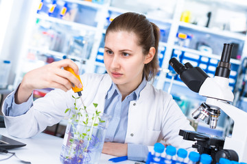 technician in the laboratory of plant genetics investigates the sprout of soybean