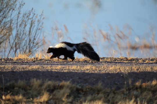 Skunk (Mephitis mephitis) New Mexico