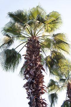 Palm Tree on Blue Sky