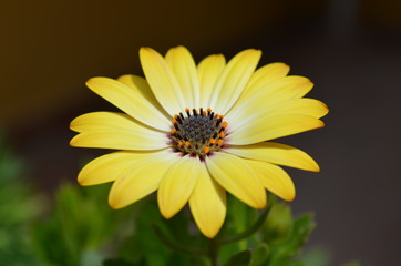 Sarı Bodrum Papatyası