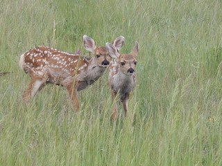 Mule Deer Fawns Hiding in the Tall Grass