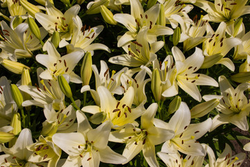 Background of white lilies in the sunlight. The variety of white lilies. Floral background.