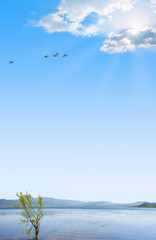 Mallard ducks flying over lake with bright blue sky