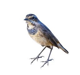 Bluethroat or Luscinia svecica, beautiful colorful bird isolated standing  with white background and clipping path, Thailand.