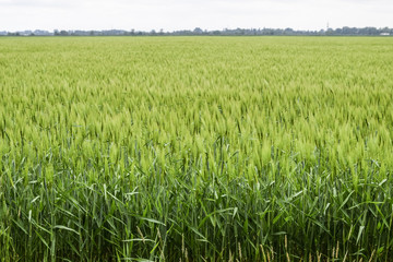 field of green immature barley. Spikelets of barley. The field is barley, Rural landscape.