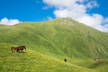 Fototapeta na wymiar Horses in the beautiful mountain valley