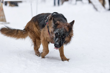 German shepherd on a walk in winter