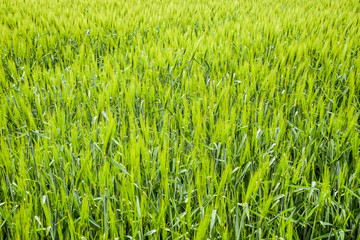 field of green immature barley. Spikelets of barley. The field is barley, Rural landscape.