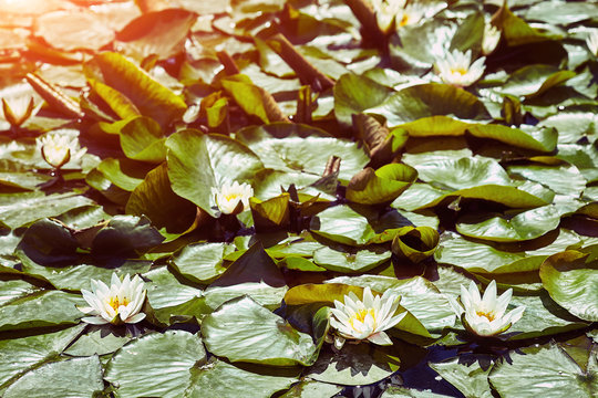 A beautiful  waterlily or lotus flower in pond