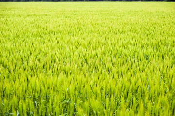 field of green immature barley. Spikelets of barley. The field is barley, Rural landscape.
