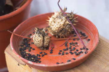 Dried datura plants with needles