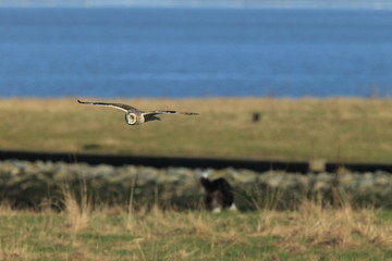 short-eared owl (Asio flammeus) Cuxhaven Germany