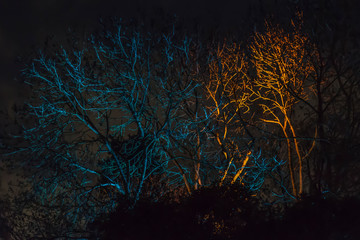 Trees decorated with lights