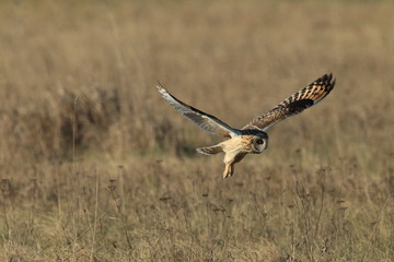 short-eared owl (Asio flammeus) Cuxhaven Germany