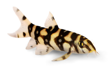 Burmese border loach catfish polka dot loach Botia kubotai aquarium fish 
