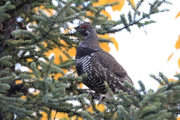 Spruce Grouse or Canada Grouse (Falcipennis canadensis), Alaska, United States
