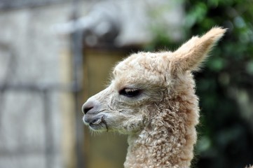 Obraz premium Alpaca-Jungtier