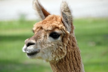 Alpaca