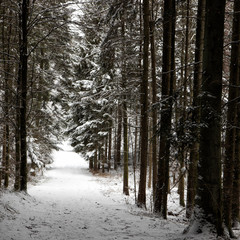 Fototapeta premium snowy path in the forest