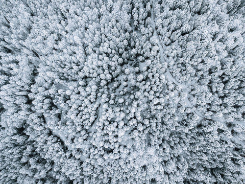 Pine Forest from above in winter in Bavaria, Germany