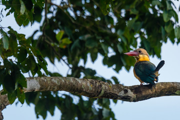 Stork-billed kingfisher