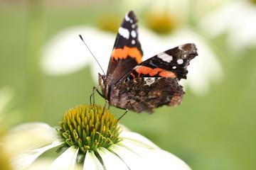 Schmetterling auf dem Fingerhut