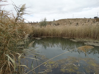 Overgrown with reeds lake