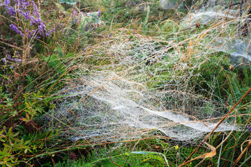 Misty morning dew on mountain meadow