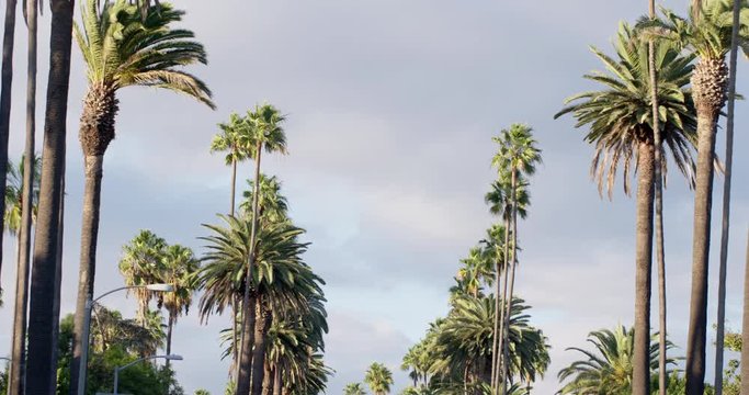 Palm trees lining a street in Los Angeles being blown about in the wind. Late afternoon before sunset in November, recorded at 4K.