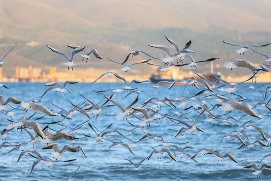 A lot of seagulls fly against the background of the opposite shore of the bay and the ship