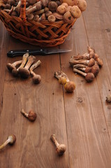 forest mushrooms in the basket