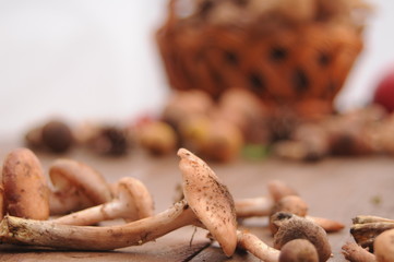 autumn still life mushrooms on a table