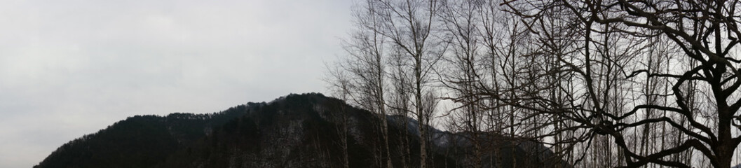 Birch trees in South Korea in winter 1