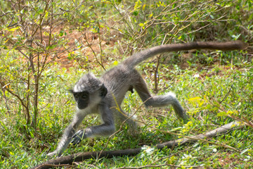 baby eines südlichen grauen Hanuman-Languren, Semnopithecus priam thersites